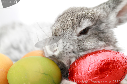 Image of Gray rabbit