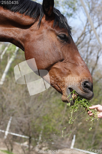 Image of Brown horse