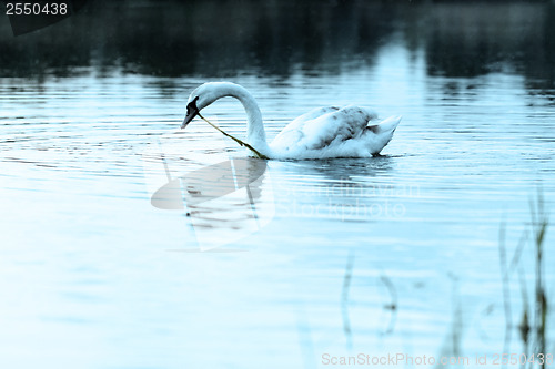 Image of Lonely swan