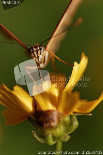 Image of Orange butterfly