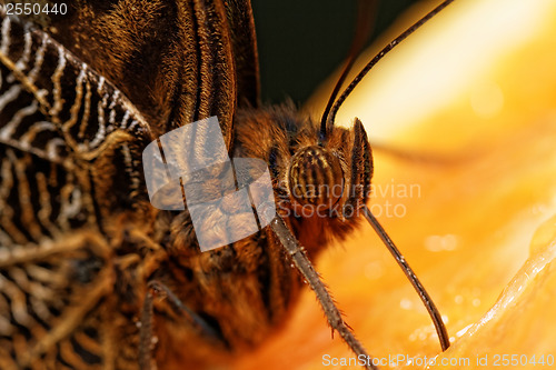 Image of Macro photograph of a butterfly 