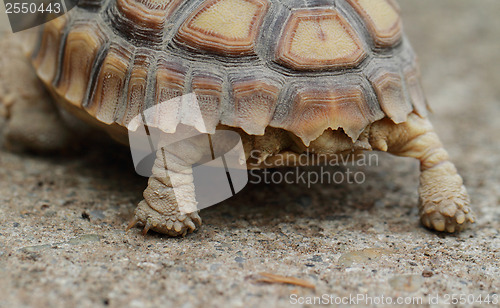 Image of African Spurred Tortoise (Sulcata)