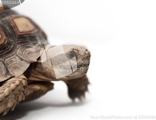 Image of African Spurred Tortoise (Sulcata)