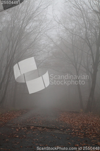 Image of Road in the foggy 