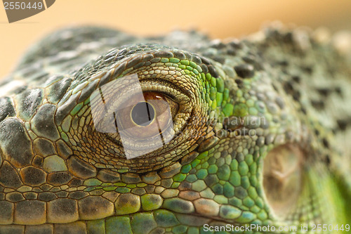 Image of Iguana eye