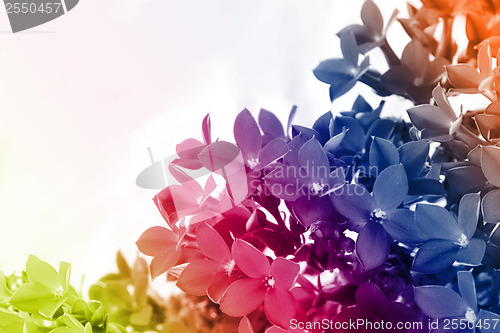 Image of Beautiful flower of kalanchoe