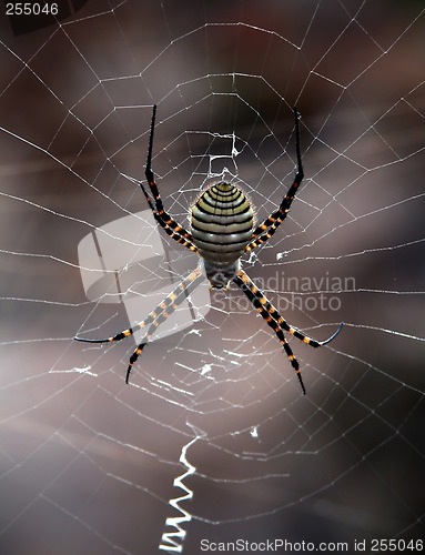 Image of spider in my garden