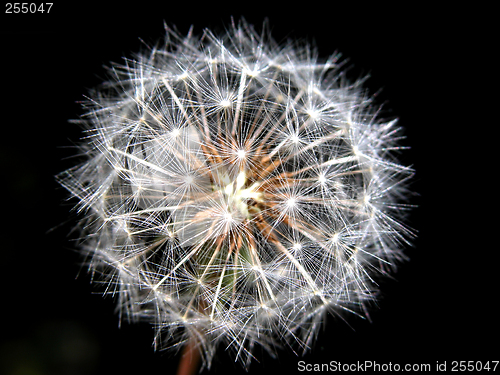 Image of seeds