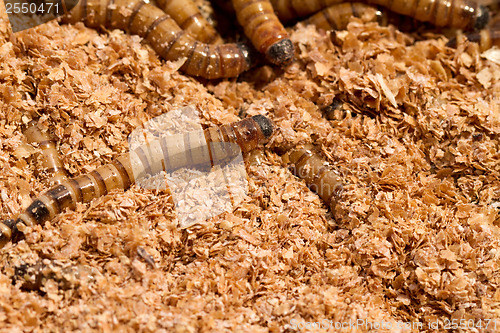 Image of Mealworms