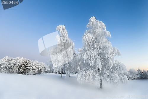 Image of Winter morning