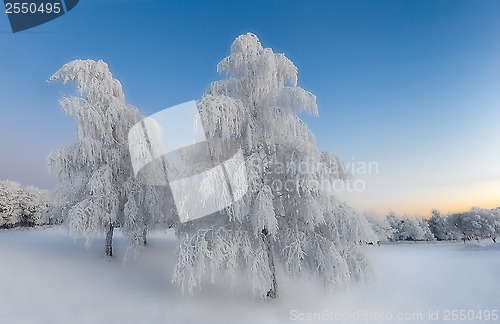 Image of Winter morning