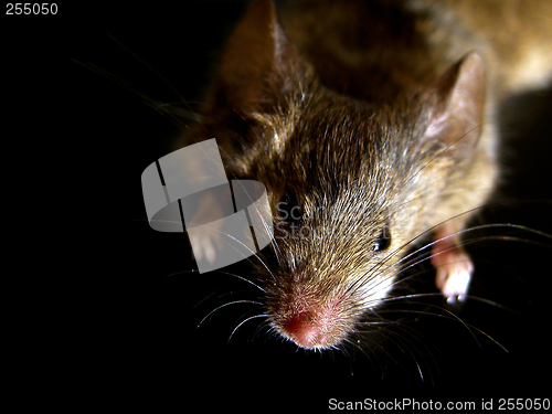 Image of curious mouse