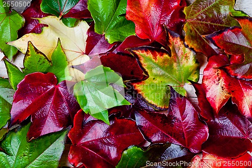 Image of red, green and yellow autumn leaves