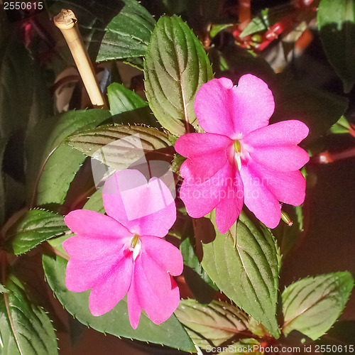 Image of Impatiens New Guinea flower
