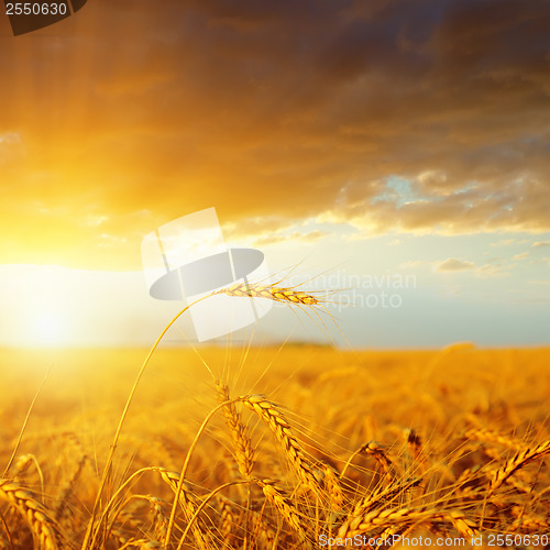 Image of sunset over golden harvest