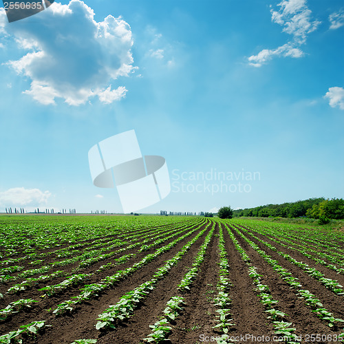 Image of field with green sunflowers and blue sky with clouds