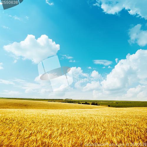 Image of golden harvest and blue sky