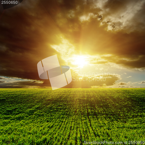 Image of sunset over green agricultural field