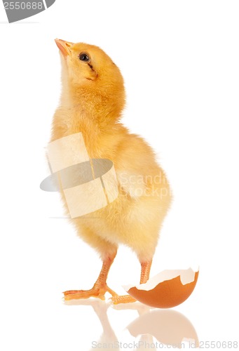 Image of Little chicken