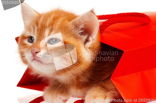 Image of Red kitten