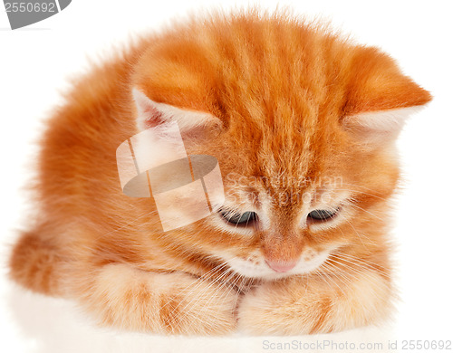 Image of Red kitten