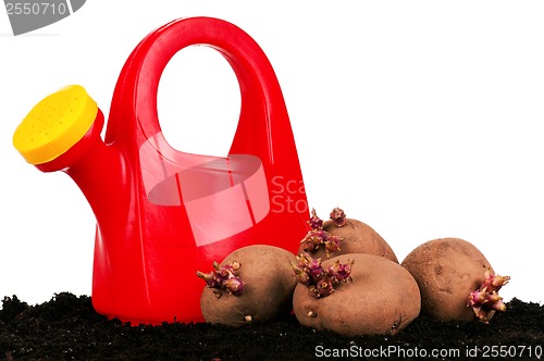 Image of Potatoes sprouts