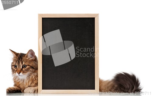 Image of Cat with blackboard