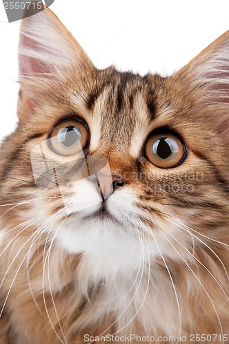 Image of Portrait of cat