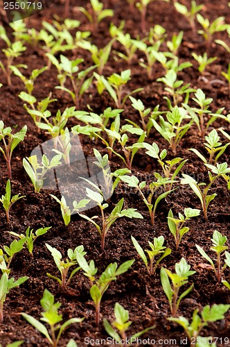 Image of Green seedling