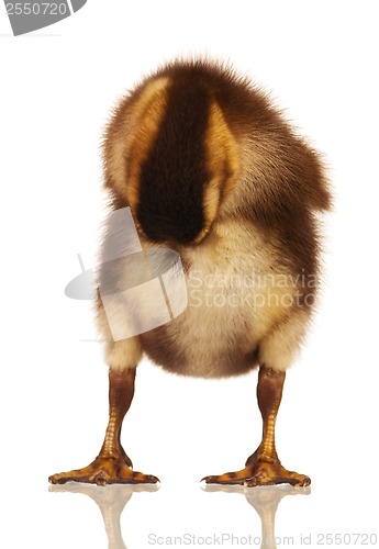 Image of Domestic duckling