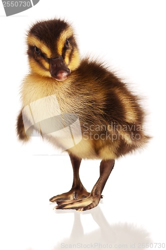 Image of Domestic duckling