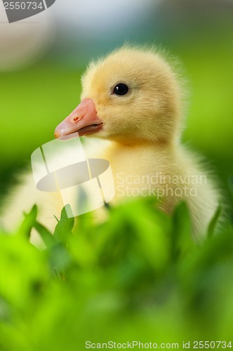 Image of Domestic gosling