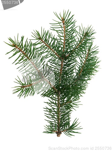 Image of Fir branch