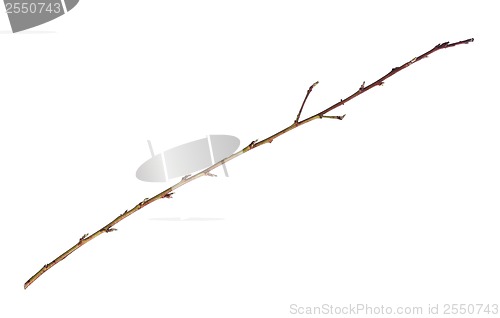 Image of Branch of tree