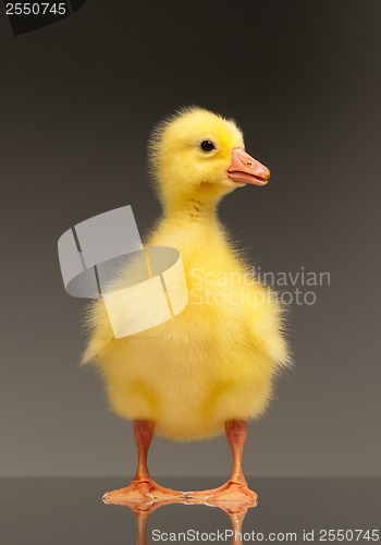 Image of Domestic gosling