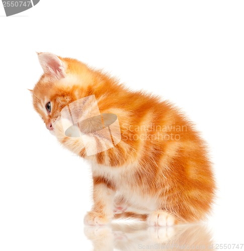 Image of Red kitten