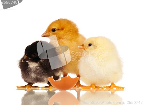 Image of Little chickens