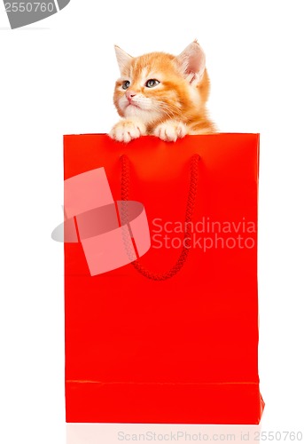 Image of Red kitten