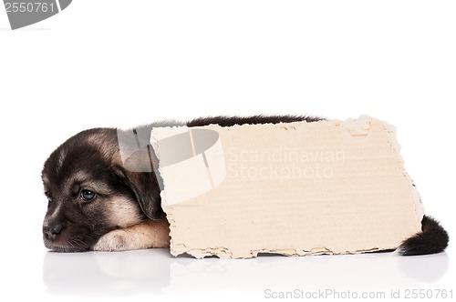 Image of Puppy with paper