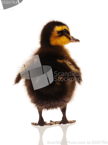 Image of Domestic duckling