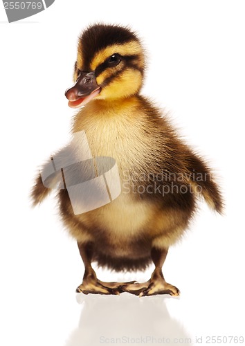 Image of Domestic duckling