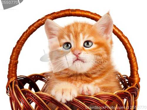 Image of Red kitten