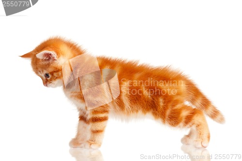 Image of Red kitten