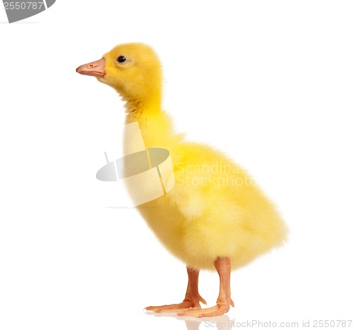 Image of Domestic gosling