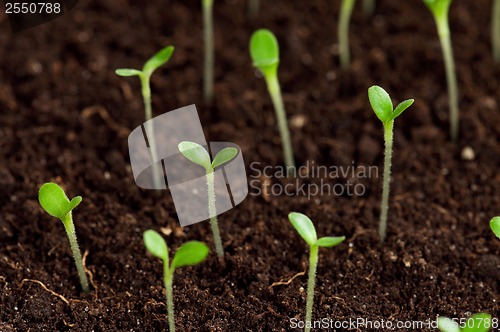 Image of Green seedling