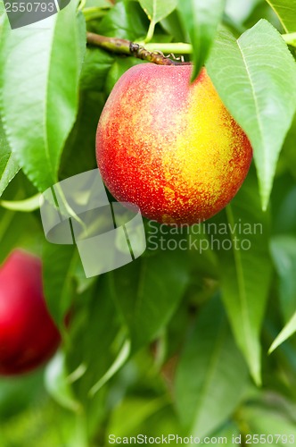 Image of Ripe peaches