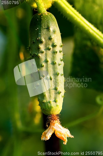 Image of Green cucumber