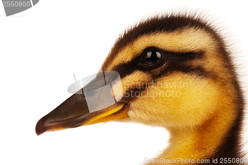 Image of Domestic duckling