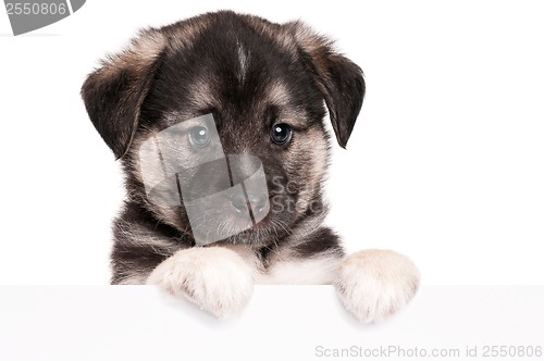 Image of Puppy with paper