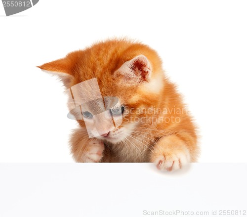 Image of Red kitten